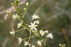 Toxicoscordion fontanum