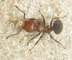 Crematogaster melanogaster