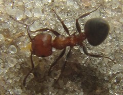 Crematogaster melanogaster