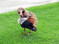 Alopochen aegyptiaca