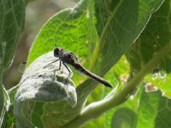 Leucorrhinia intacta