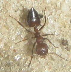 Crematogaster melanogaster