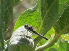 Leucorrhinia intacta
