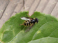 Sericomyia chrysotoxoides image
