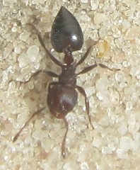 Crematogaster melanogaster