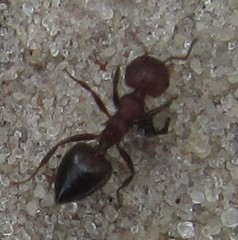 Crematogaster melanogaster