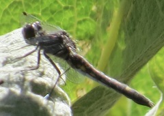 Leucorrhinia intacta