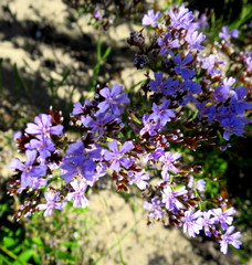 Limonium scabrum scabrum