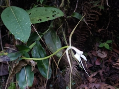 Epidendrum macroophorum