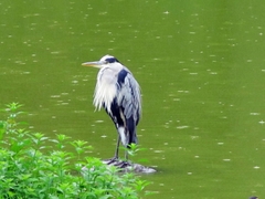 Ardea cinerea