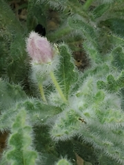 Chamaesaracha coniodes