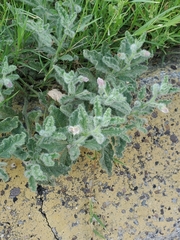 Chamaesaracha coniodes