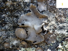 Umbilicaria crustulosa