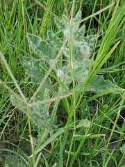 Chamaesaracha coniodes