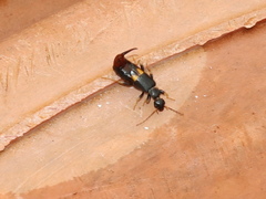 Marava arachidis