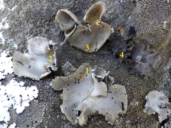 Umbilicaria crustulosa