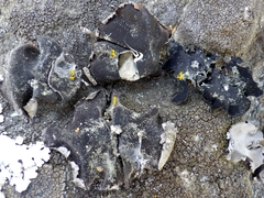 Umbilicaria crustulosa