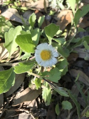 Erigeron procumbens