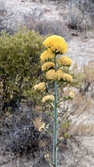 Agave chrysantha