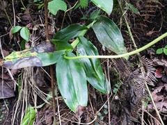 Epidendrum macroophorum