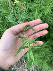 Artemisia