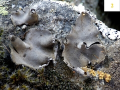 Umbilicaria grisea
