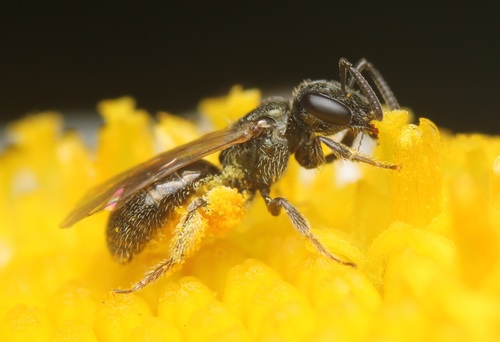Bristle Sweat Bee photographed in Maryland