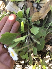Erigeron procumbens