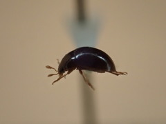 Olibrus semistriatus