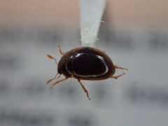 Olibrus semistriatus