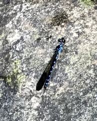 Heliocypha perforata