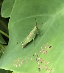 Gesonula punctifrons