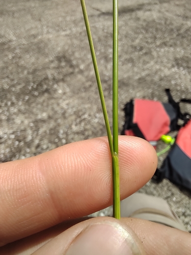 Image of Juncus dudleyi by no rights reserved