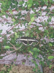 Heraclides ornythion