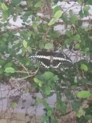 Heraclides ornythion