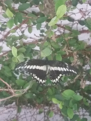 Heraclides ornythion