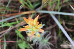 Castilleja scorzonerifolia