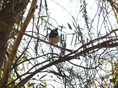 Malurus cyaneus cyaneus