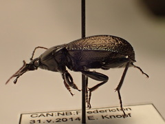 Sphaeroderus stenostomus lecontei