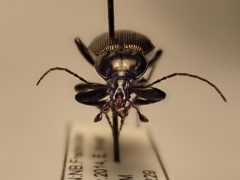 Sphaeroderus stenostomus lecontei