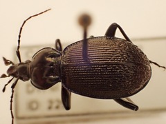 Sphaeroderus stenostomus lecontei