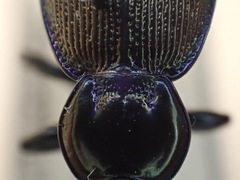 Sphaeroderus stenostomus lecontei