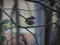 Malurus cyaneus cyaneus