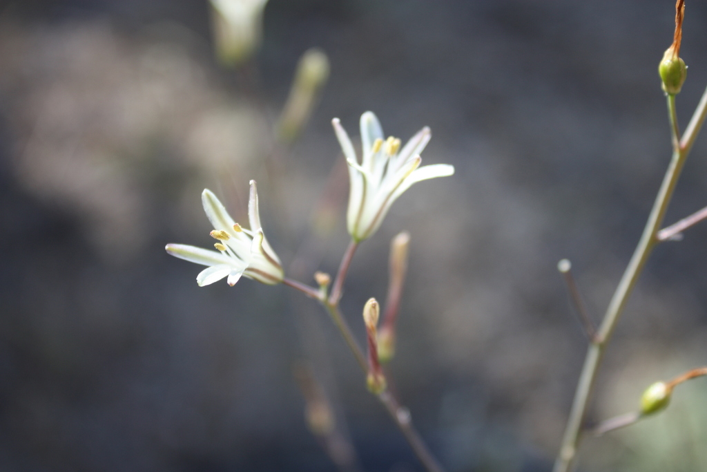 narrowleaf soap plant