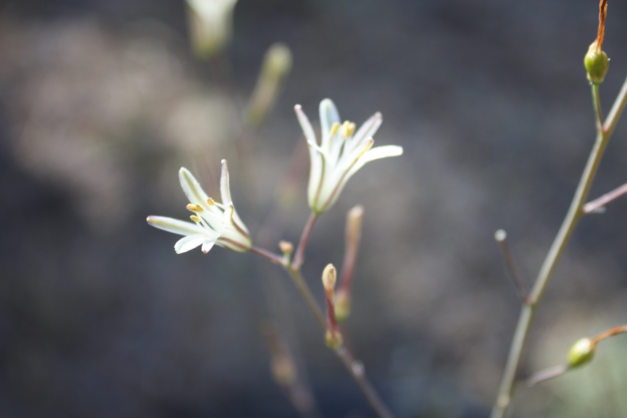 Chlorogalum angustifolium