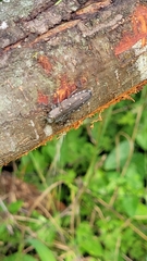 Chrysobothris basalis