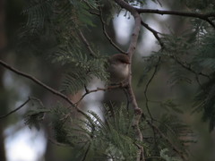Malurus cyaneus cyaneus