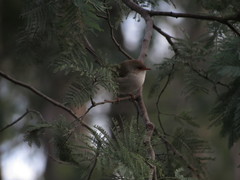 Malurus cyaneus cyaneus
