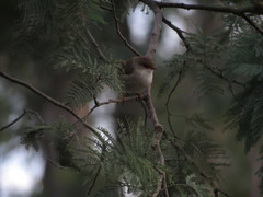 Malurus cyaneus cyaneus