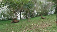 Hydrochoerus hydrochaeris